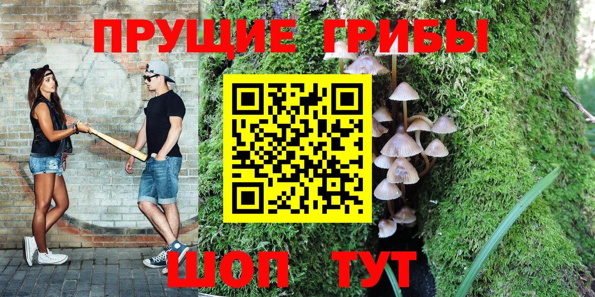 Псилоцибиновые грибы Cubensis Карачаевск
